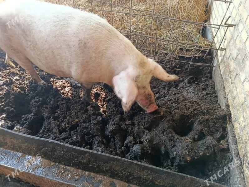 донуз - Саят - img 1