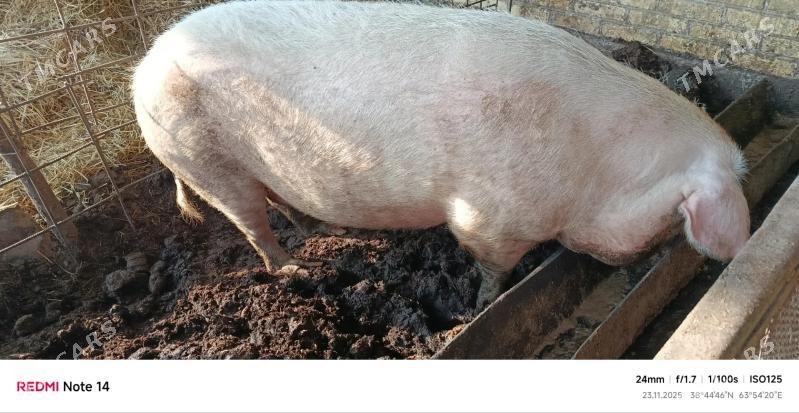 донуз - Саят - img 3