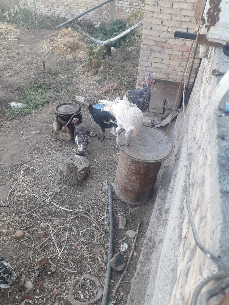 еркек индук - Туркменабат - img 2