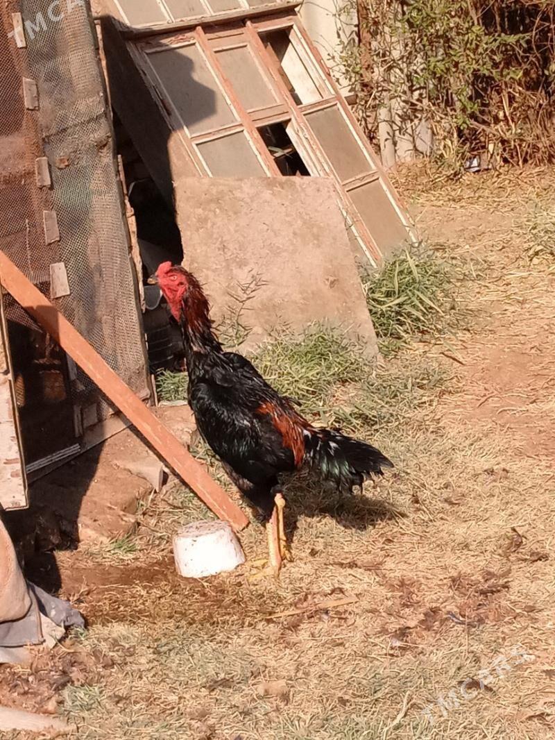 хораз - Туркменабат - img 1