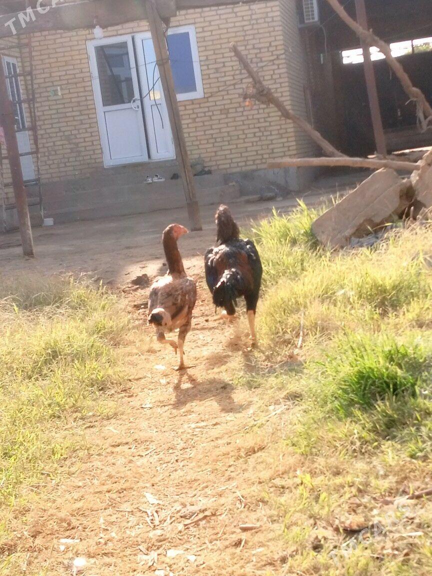 хораз - Туркменабат - img 2