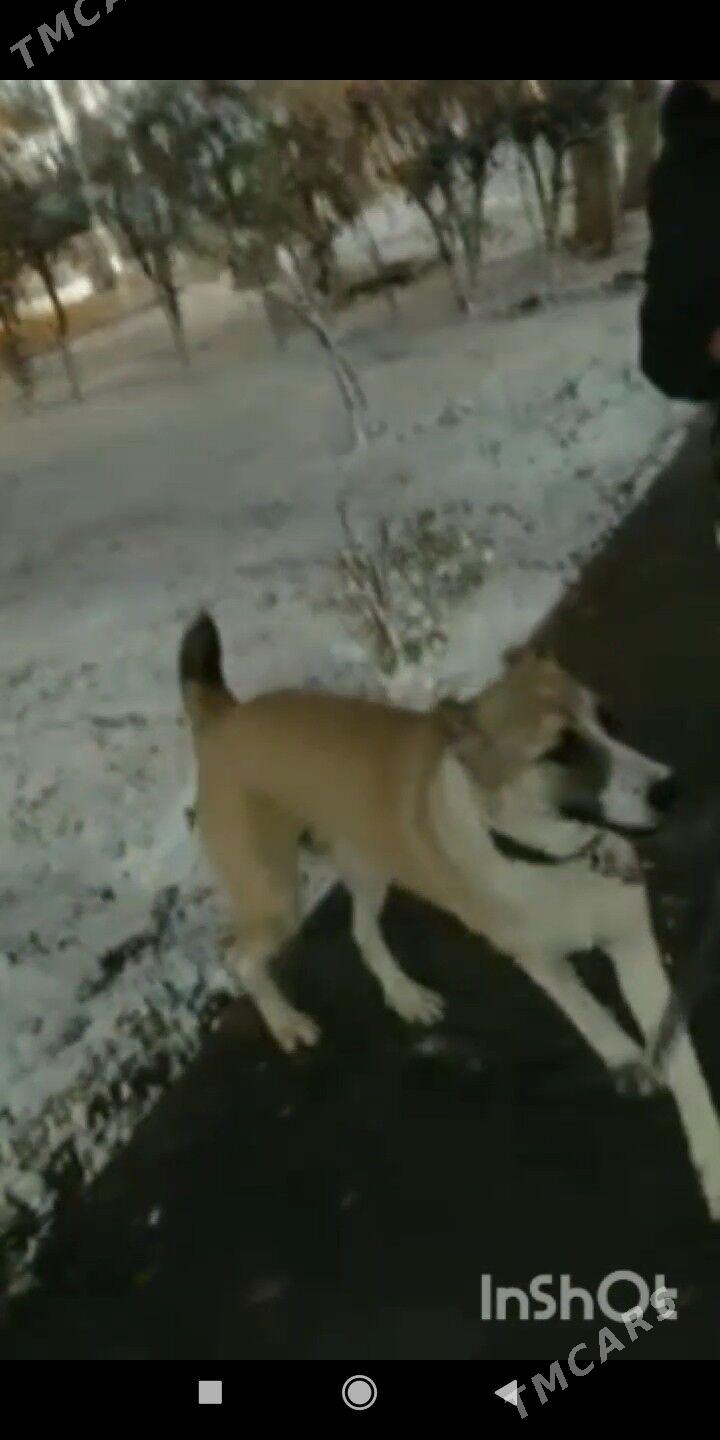 алабай - Aşgabat - img 1