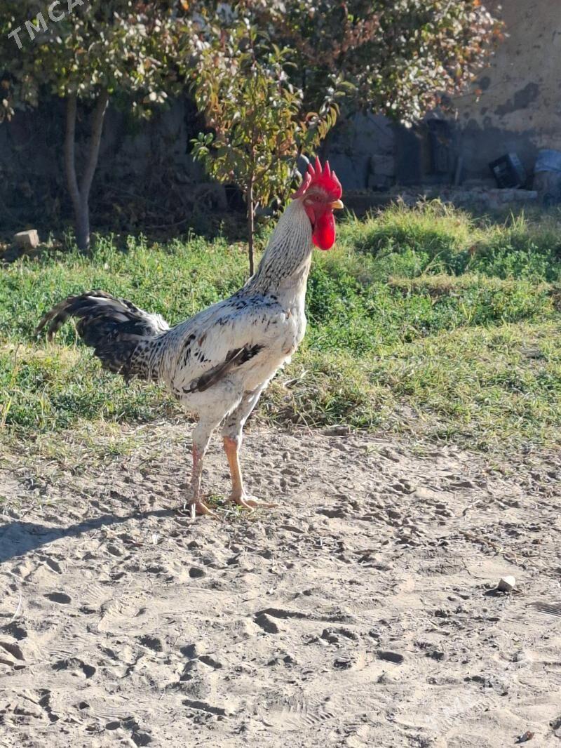 towuk - Ашхабад - img 2