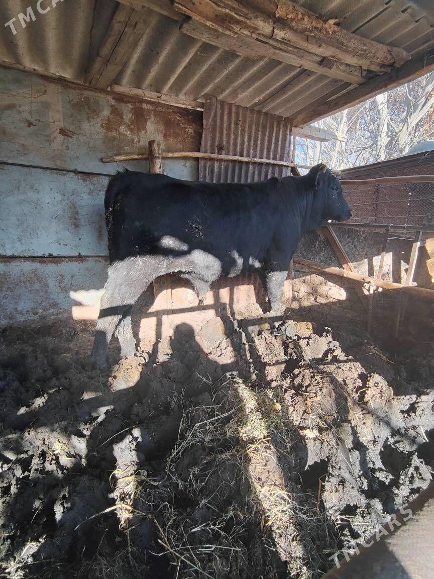 okuz - Ашхабад - img 1