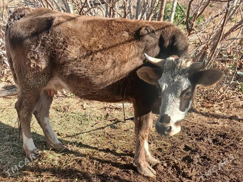 Sygyr bogaz - Bäherden - img 5