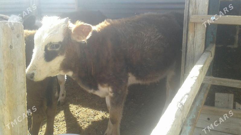 okuz - Bereket - img 3