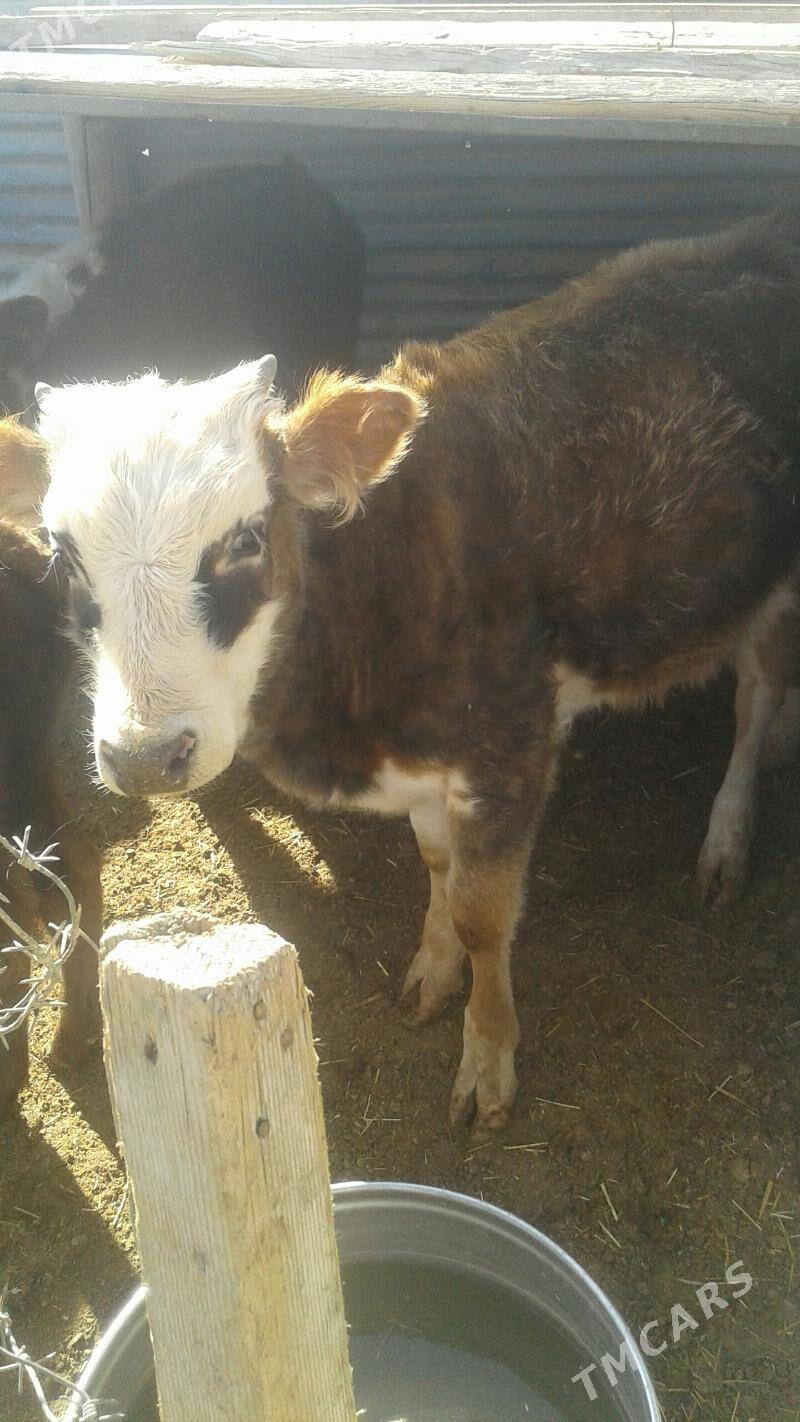 okuz - Bereket - img 2