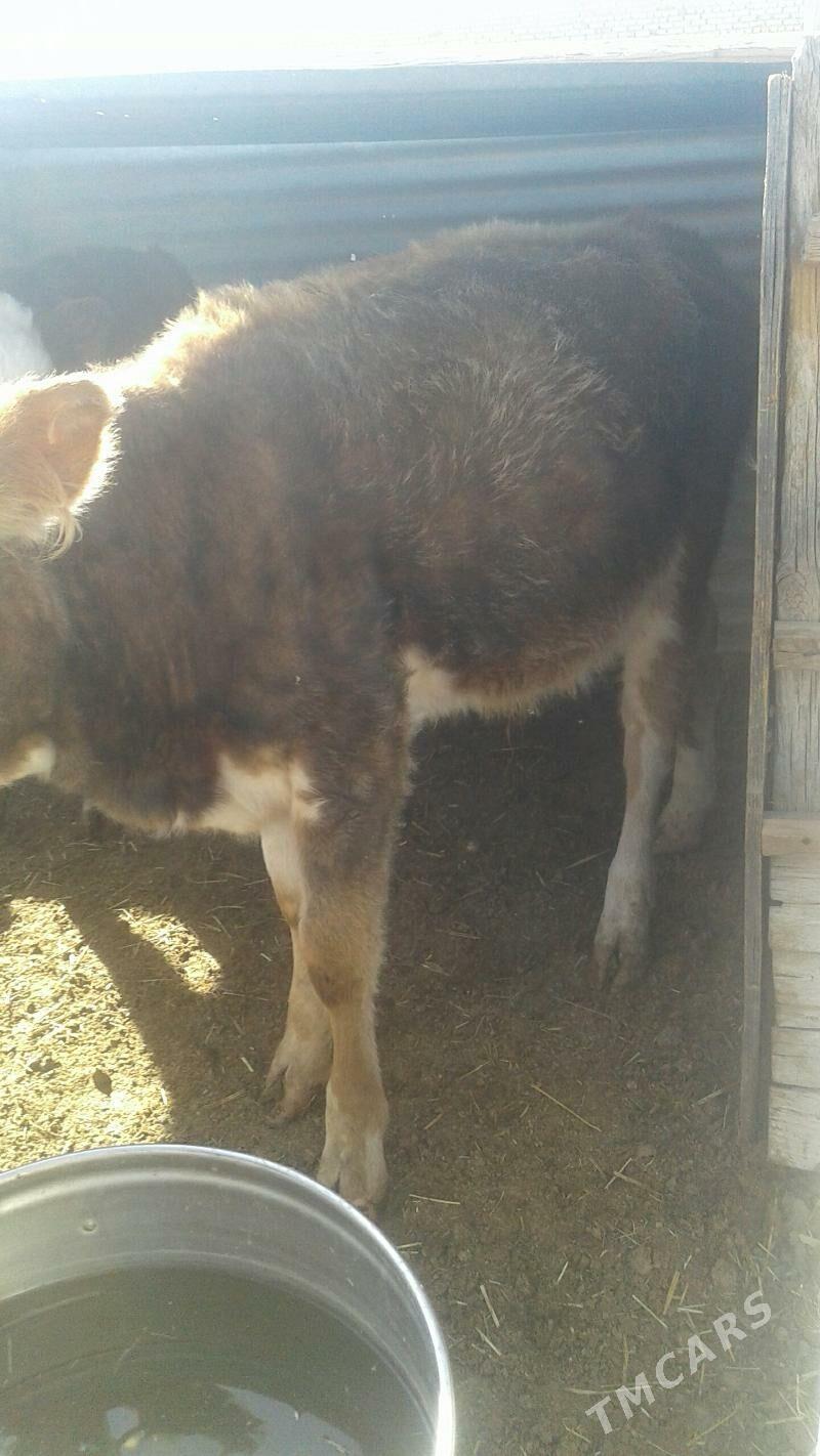 okuz - Bereket - img 1