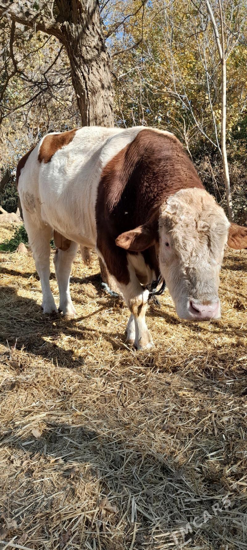 simental orginal - Гёкдепе - img 3