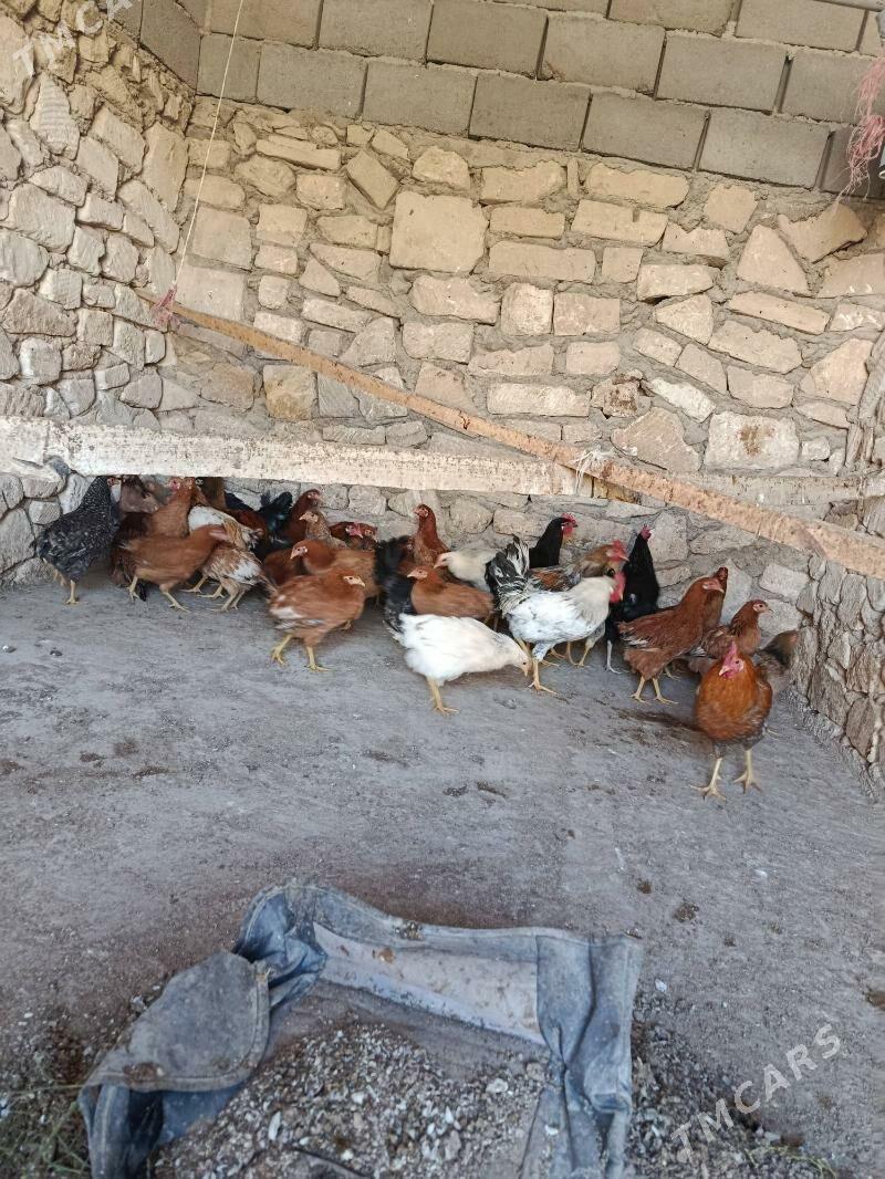 Towykla - Türkmenbaşy - img 1