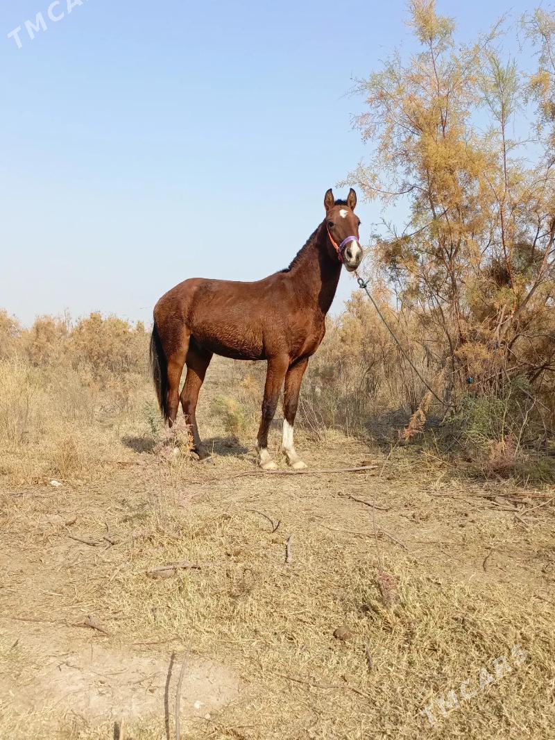 At - Керки - img 2