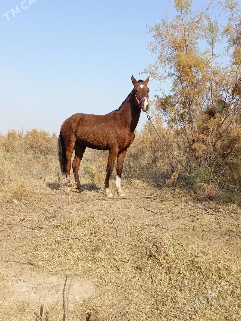 At - Керки - img 1