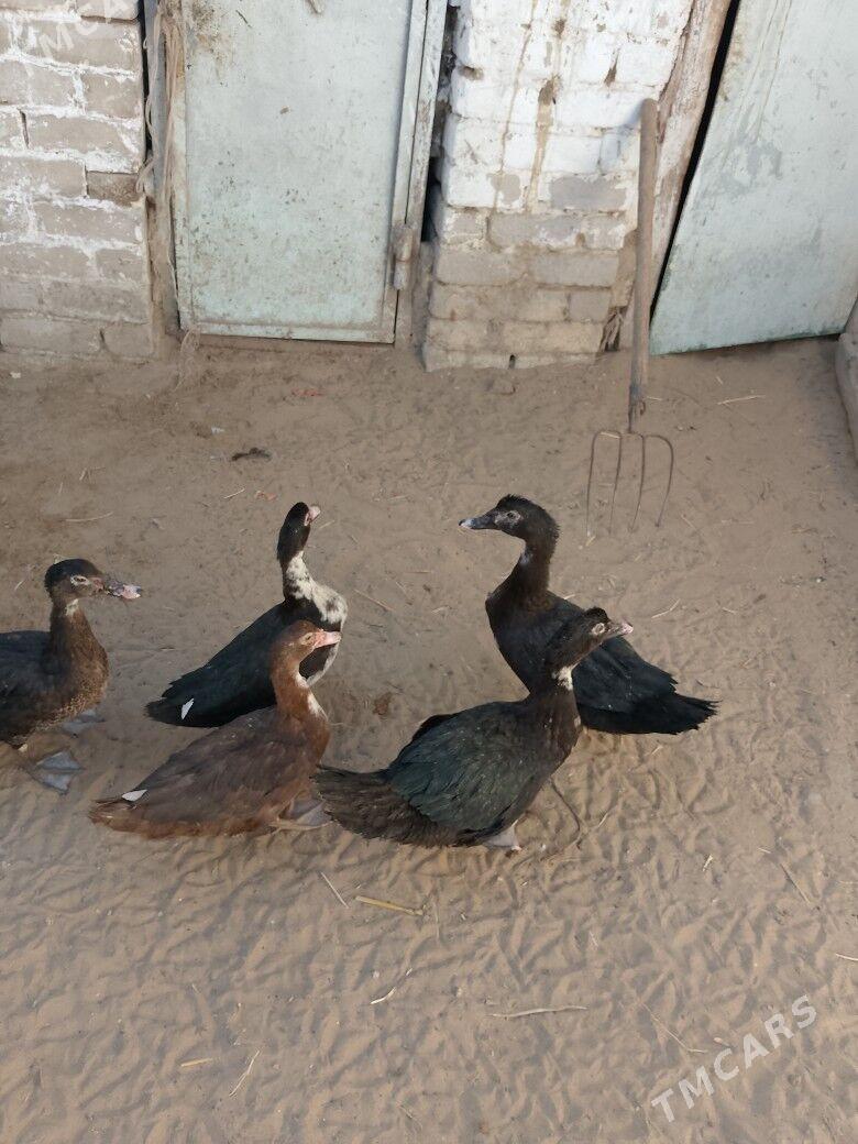 ördek - Aşgabat - img 2