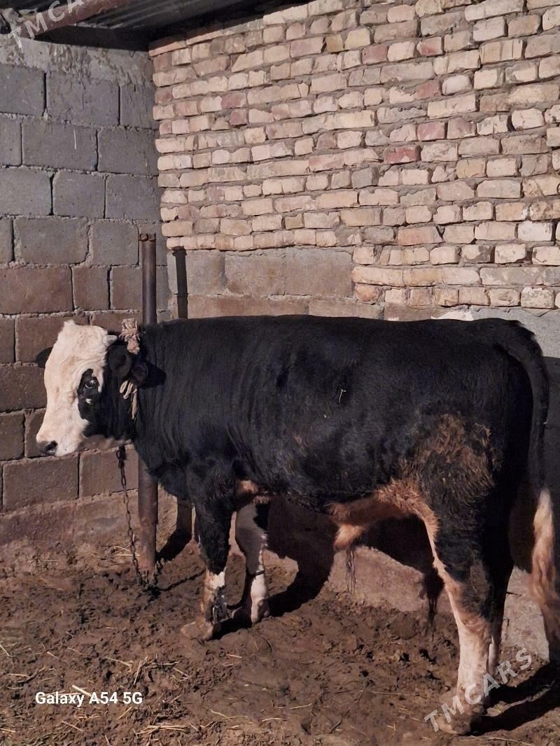 okuz - Гёкдепе - img 3