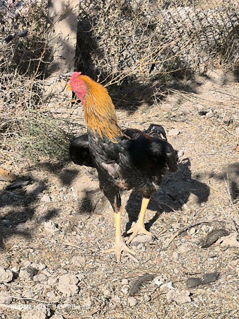 bayes horaz - Kaka - img 3