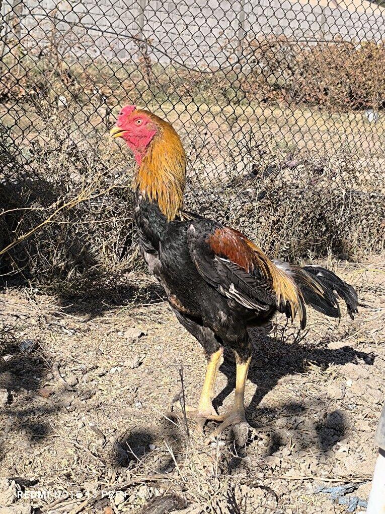 bayes horaz - Kaka - img 1