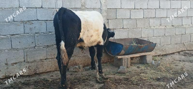 gole okuzce - Бузмеин - img 5