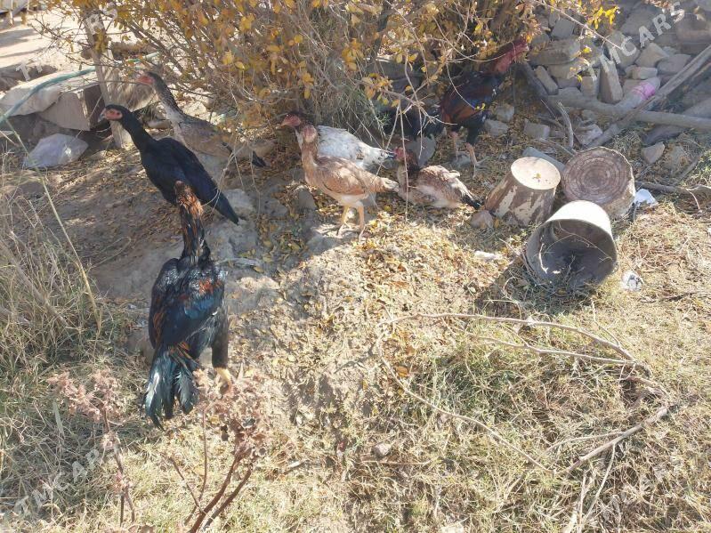 bayes horaz - Mary - img 2