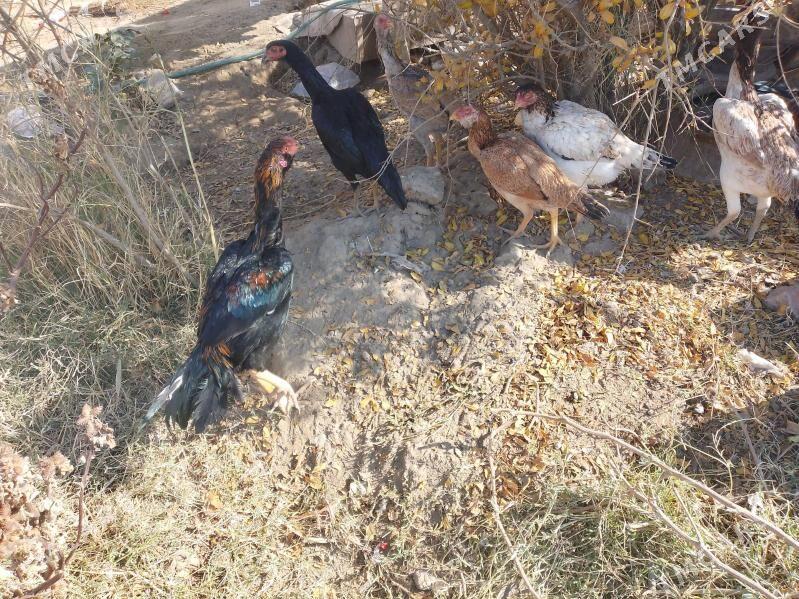 bayes horaz - Mary - img 1