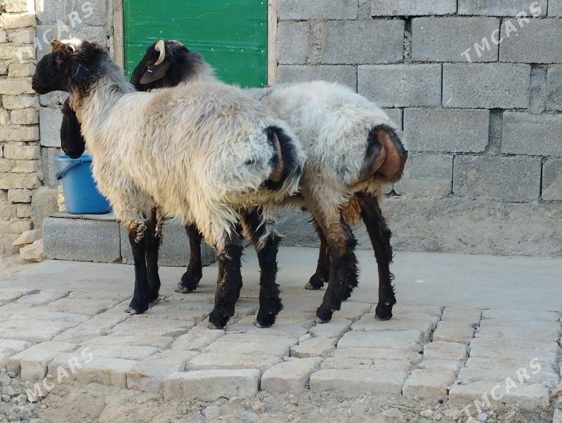 issek - Aşgabat - img 1