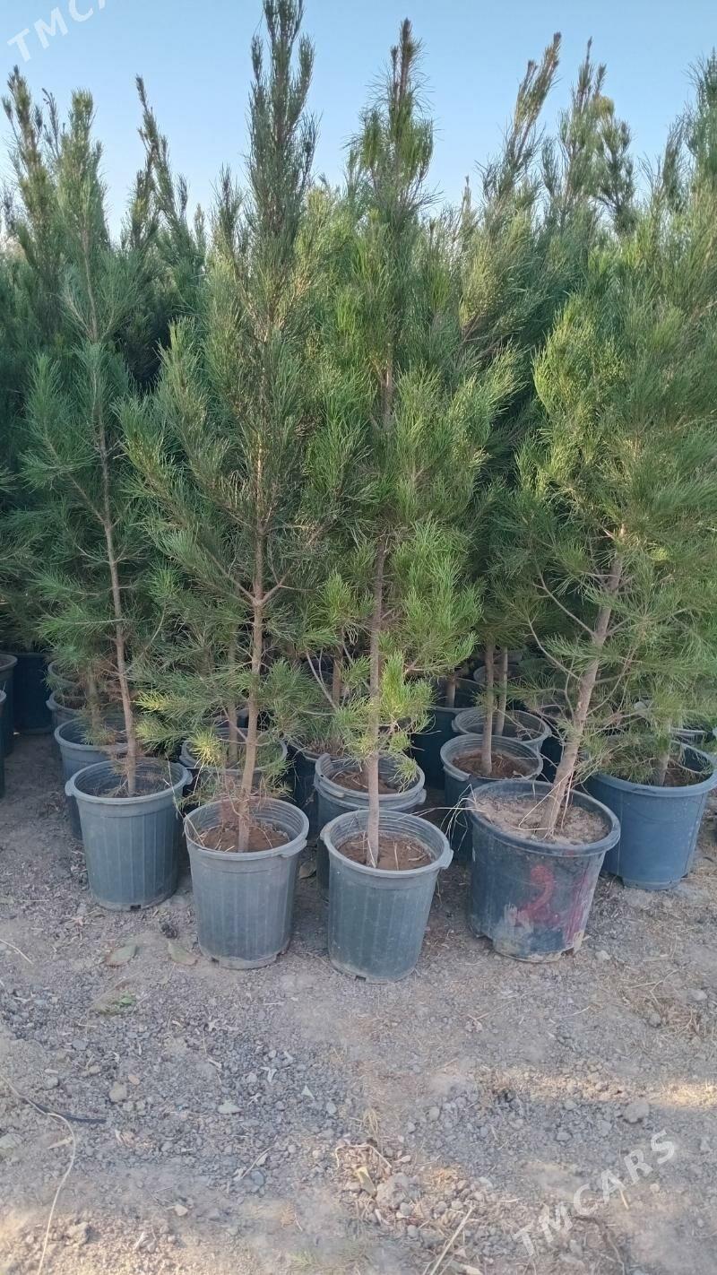 Sosna - Bekrewe - img 2