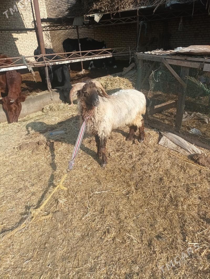 goç - Çärjew - img 1