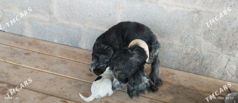 spanel gujikler - Шабатский этрап - img 2