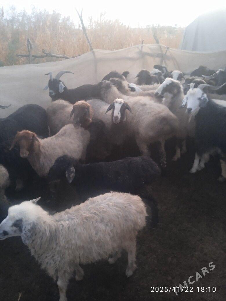 goýyn geçi - Бахарден - img 3