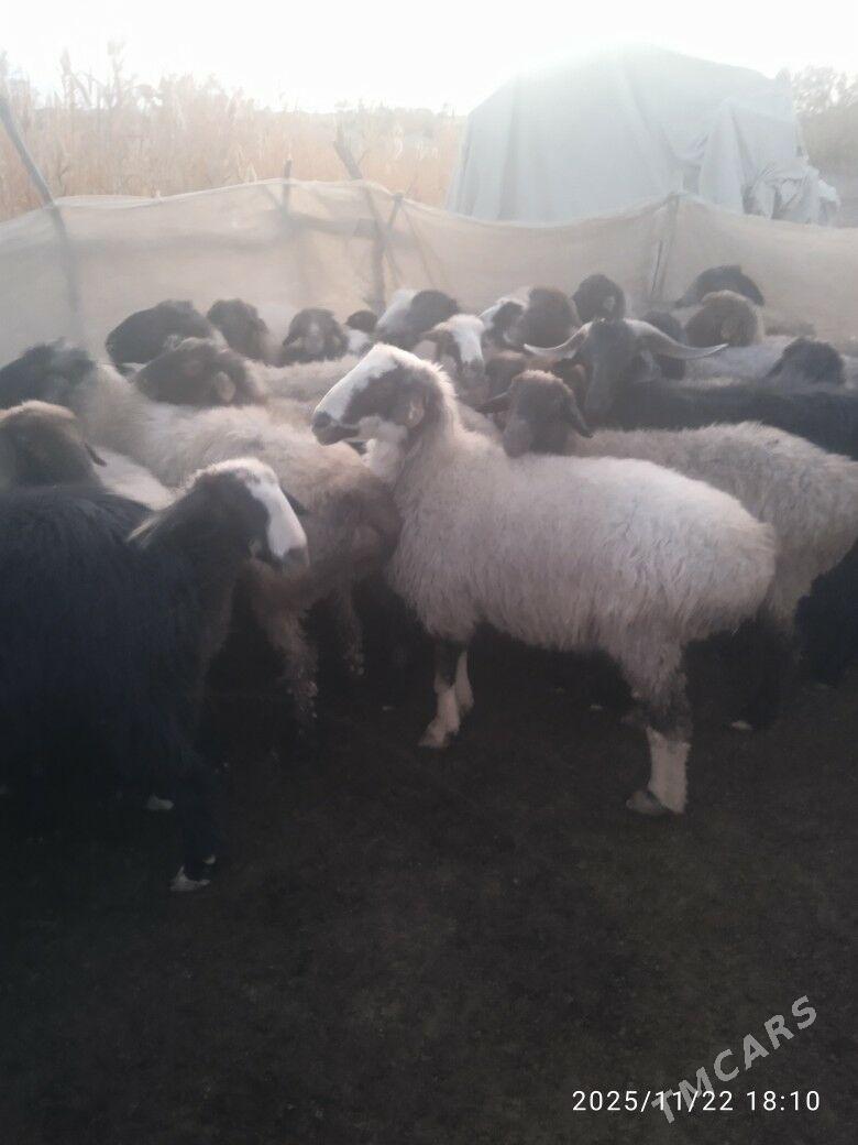 goýyn geçi - Бахарден - img 1