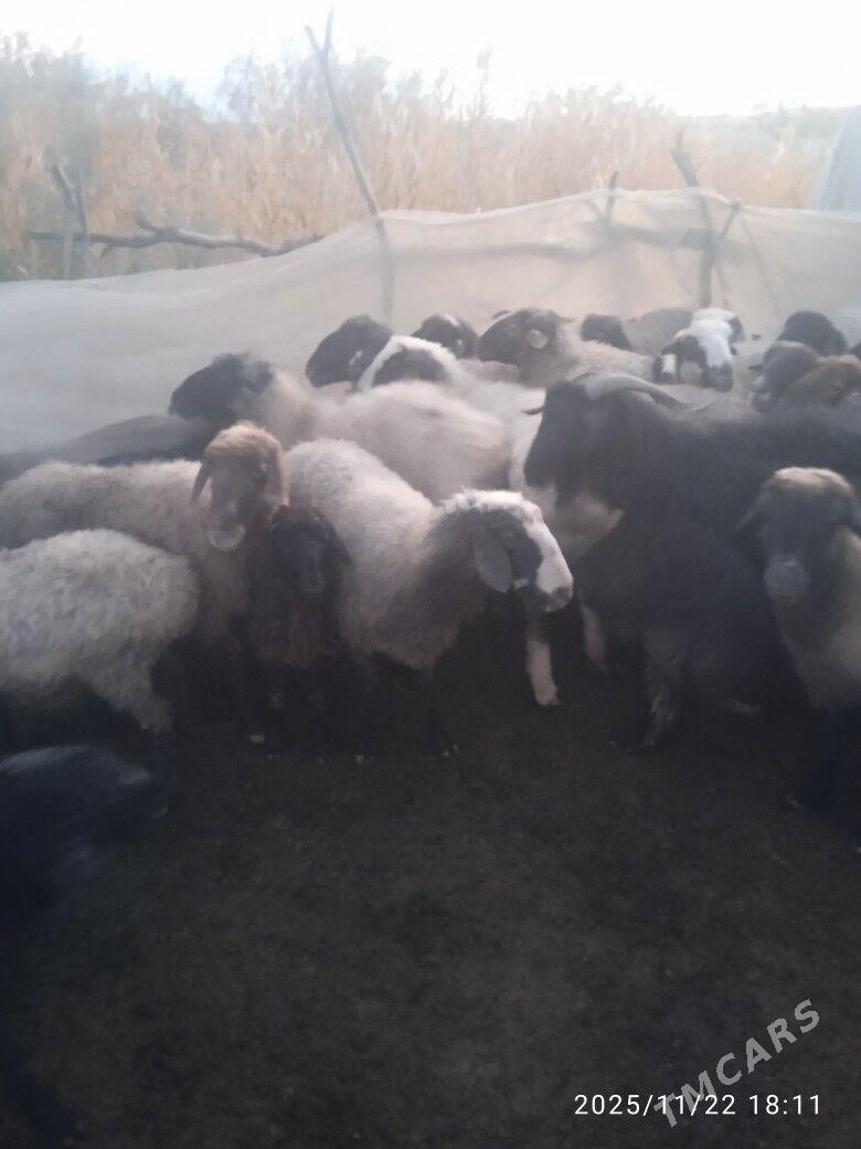 goýyn geçi - Бахарден - img 2