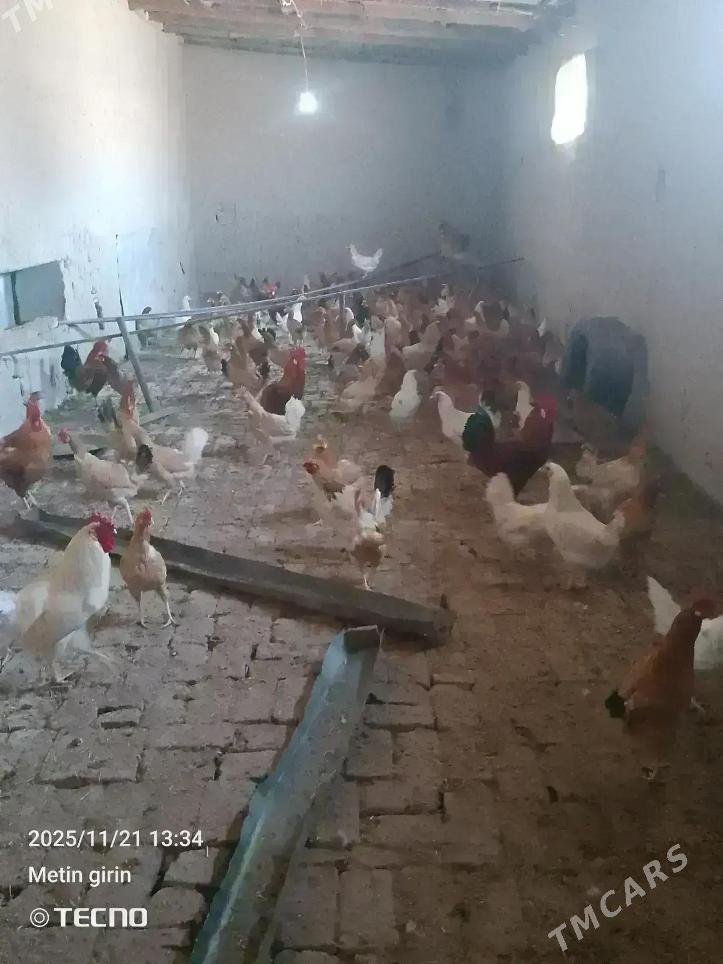 towuk - Бахарден - img 6