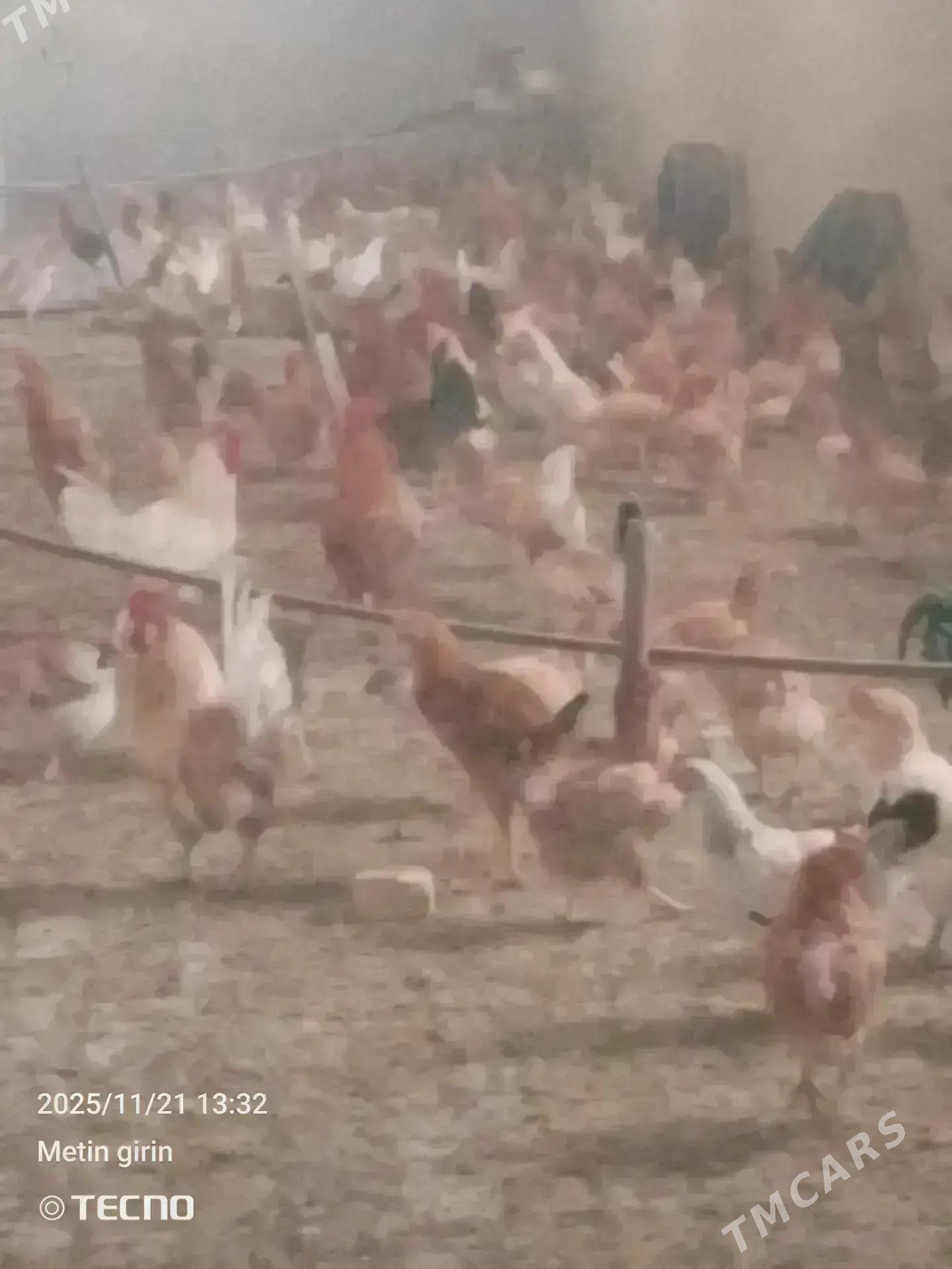 towuk - Бахарден - img 2