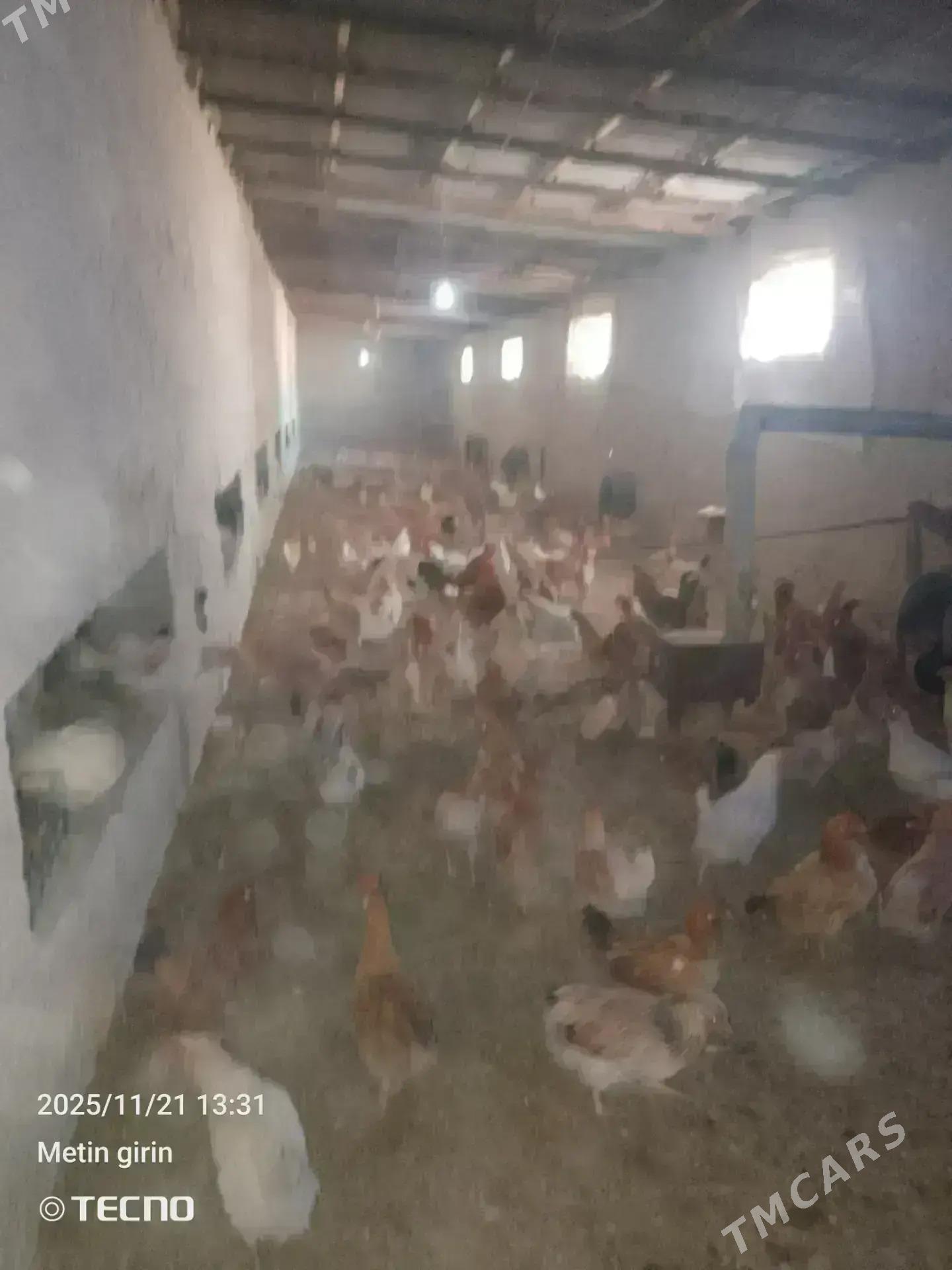 towuk - Бахарден - img 3