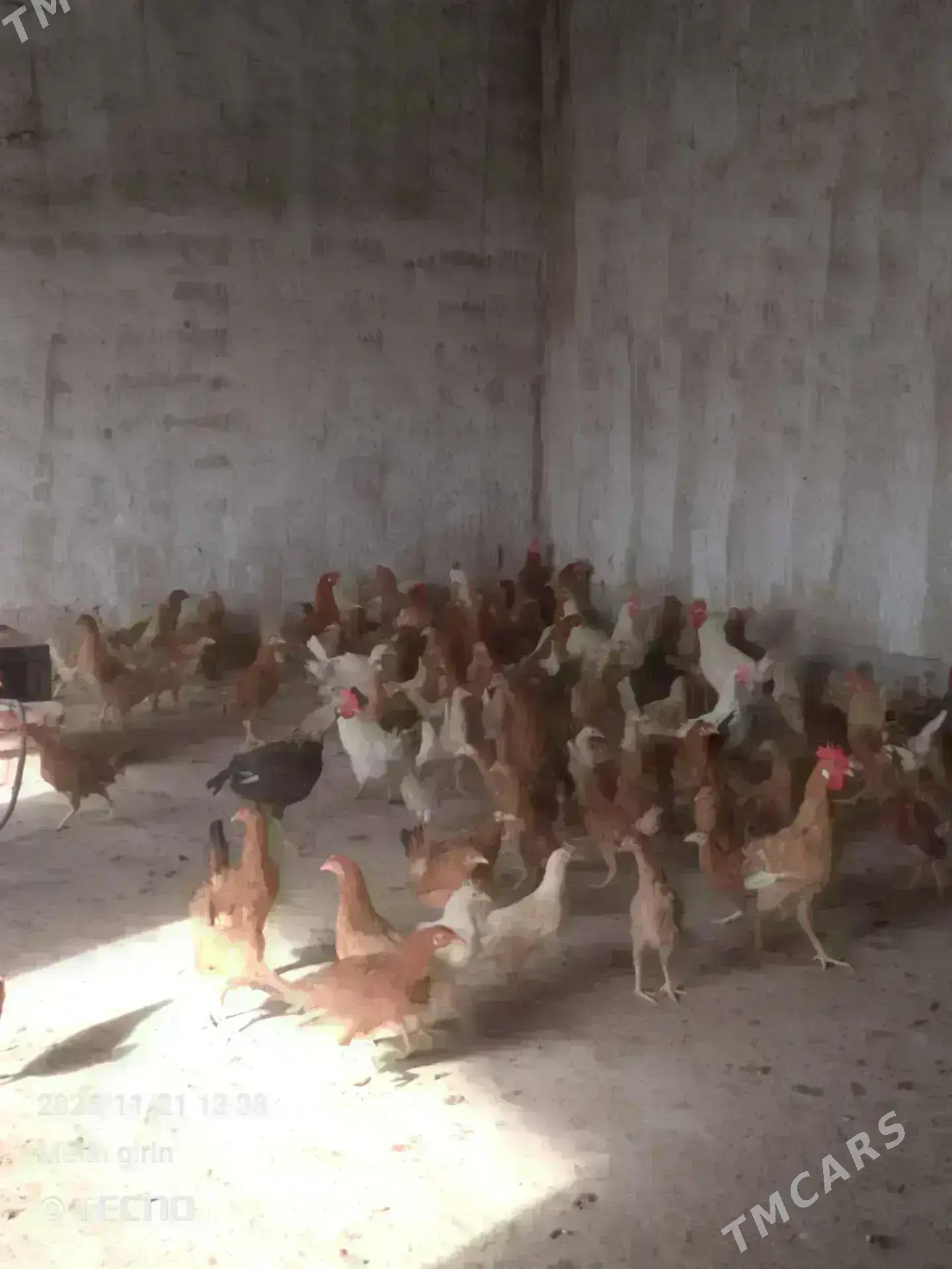 towuk - Бахарден - img 4