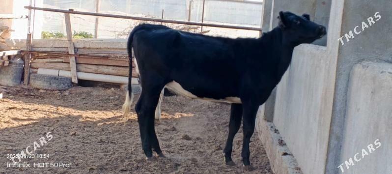 Gibrit tuweler - Aşgabat - img 2