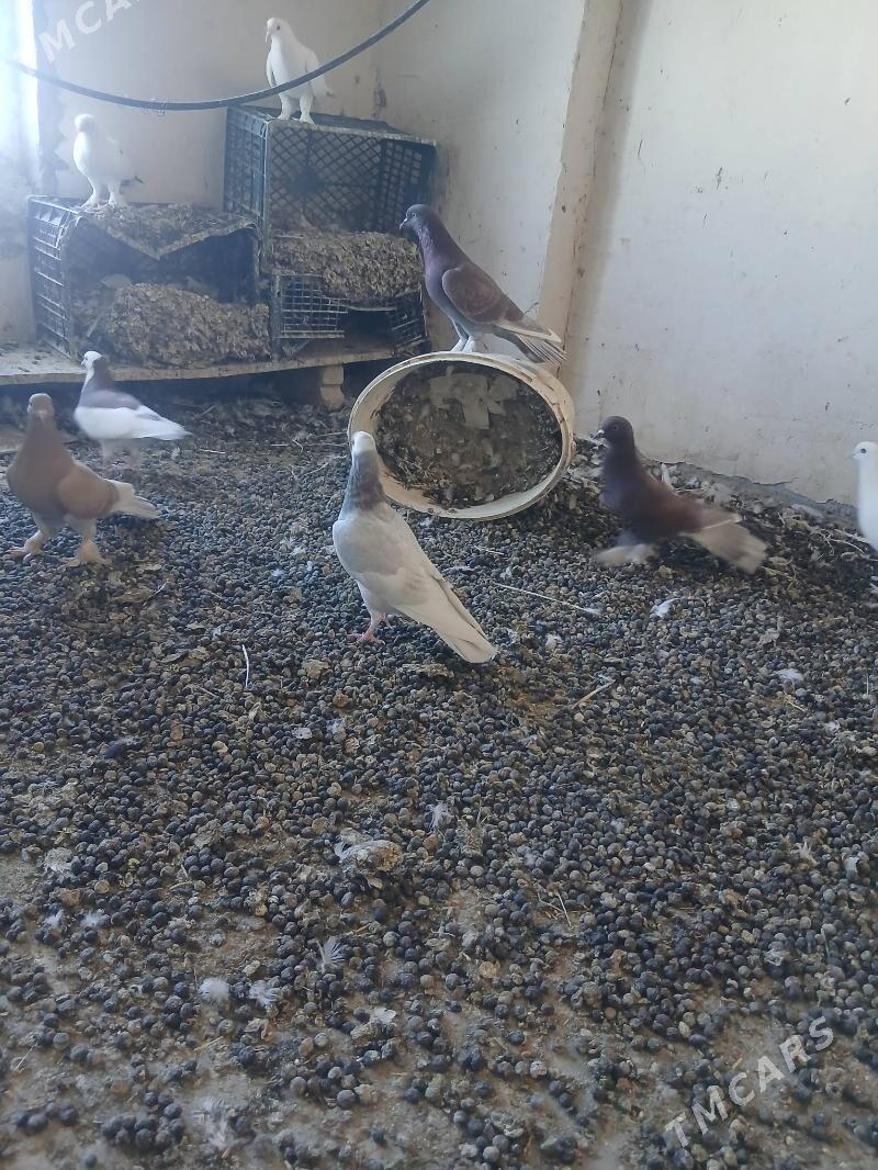 kepderi - Änew - img 7