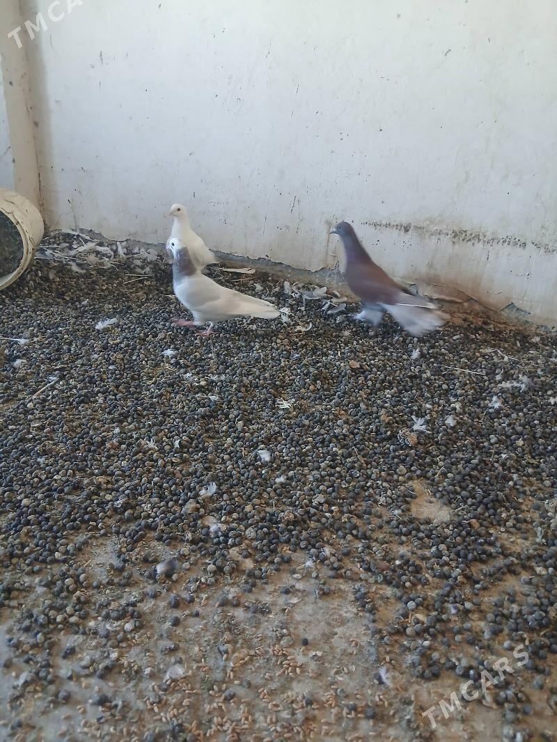 kepderi - Änew - img 8