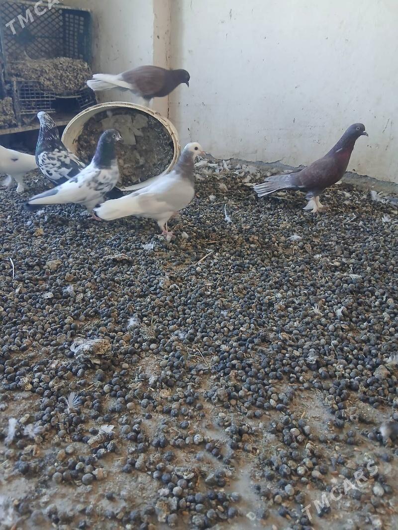 kepderi - Änew - img 6