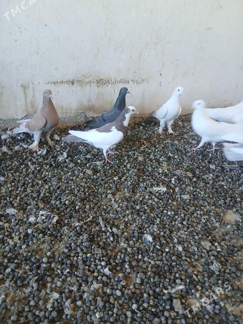 kepderi - Änew - img 4