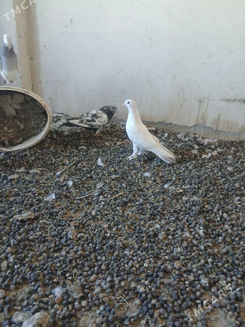 kepderi - Änew - img 2