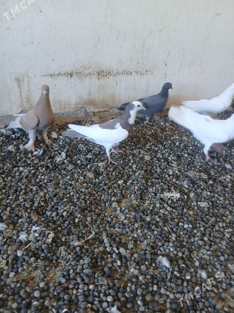 kepderi - Änew - img 3