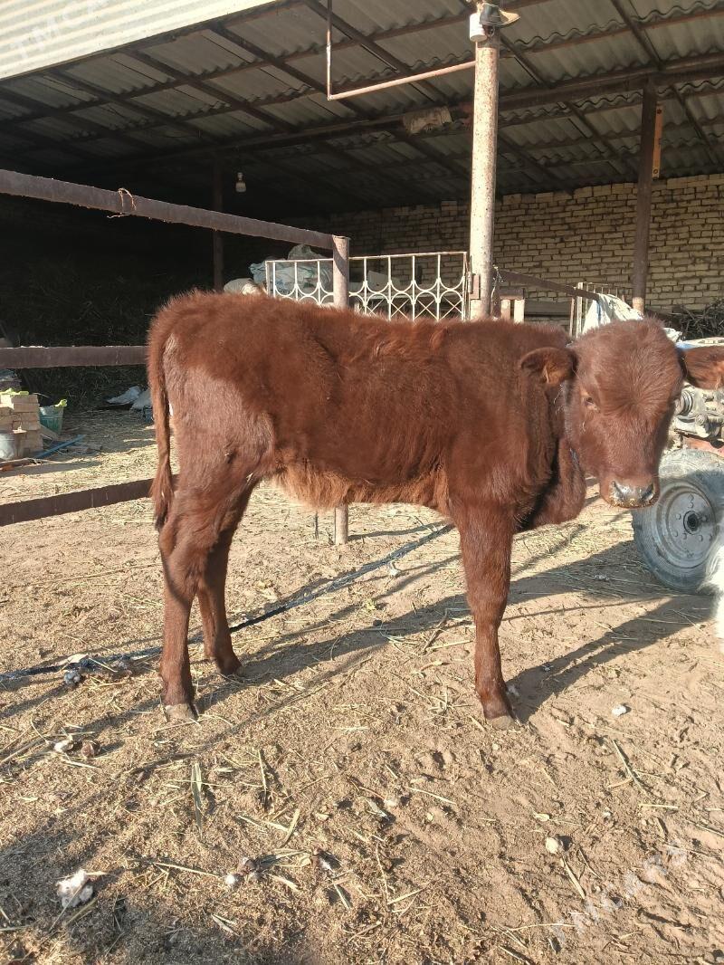 gulajyn - Векильбазар - img 2