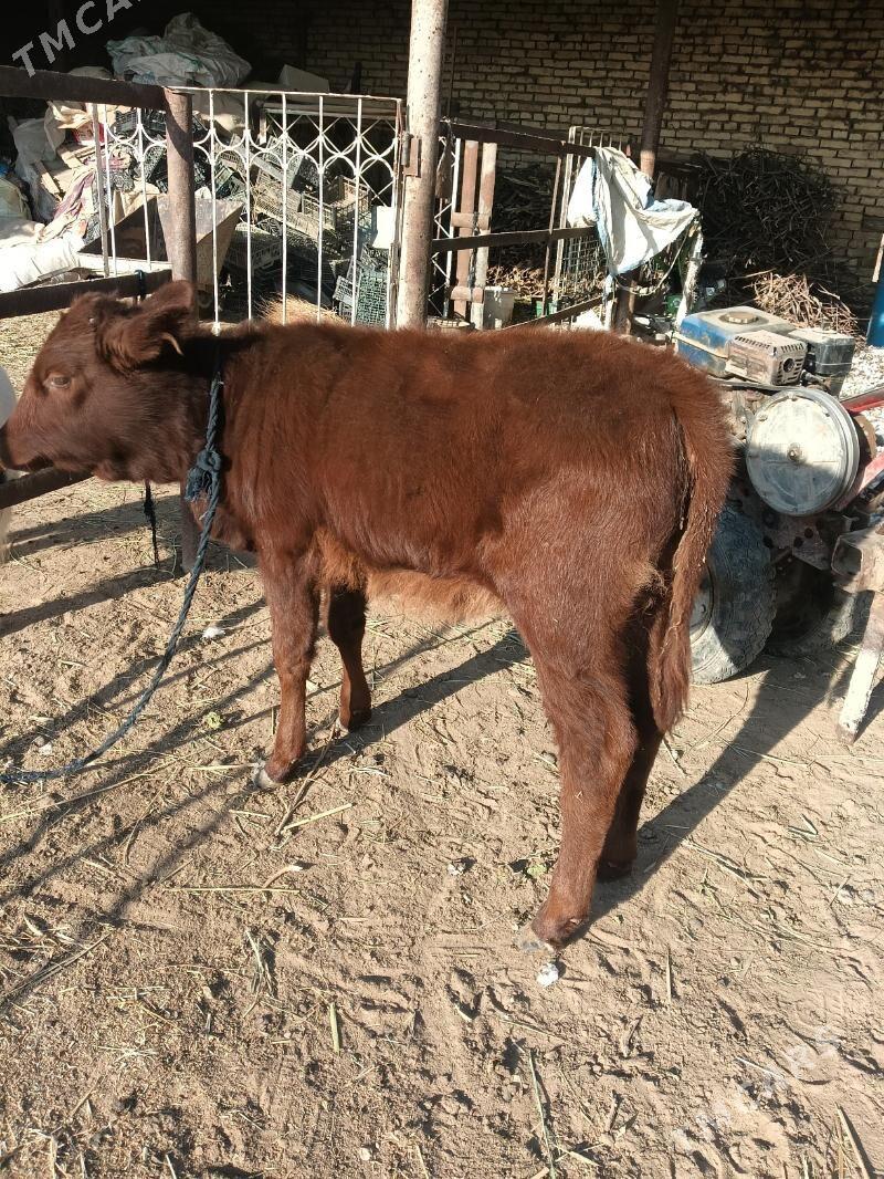 gulajyn - Векильбазар - img 3