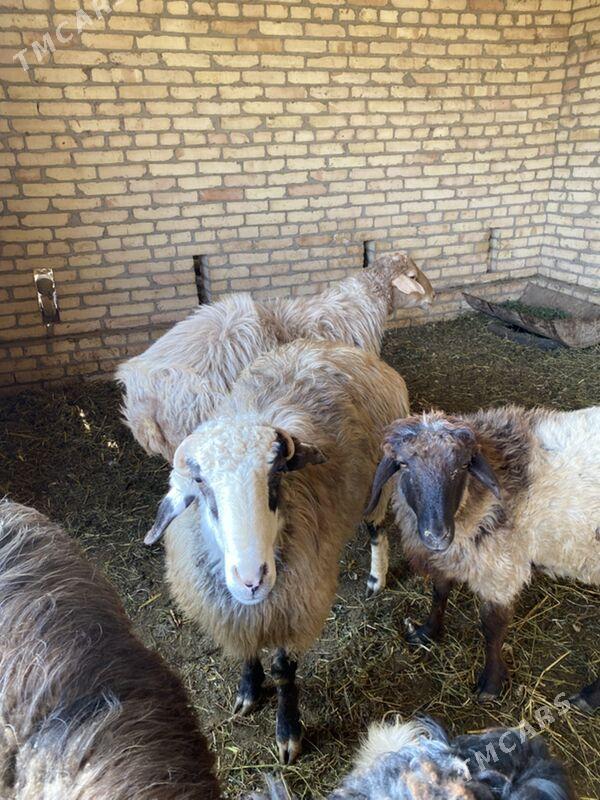 goçlar - Halaç - img 2