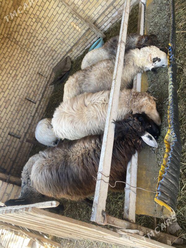 goçlar - Halaç - img 4