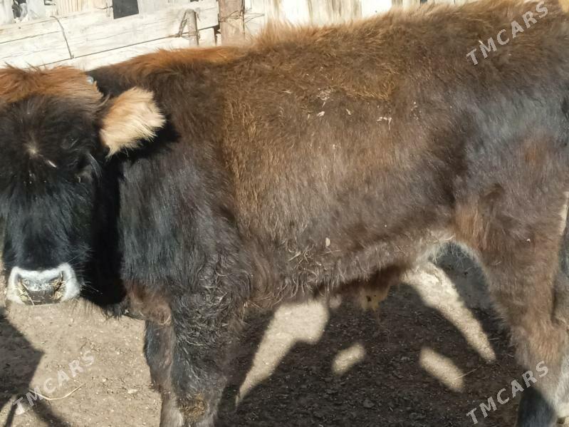 öküz - Balkanabat - img 3