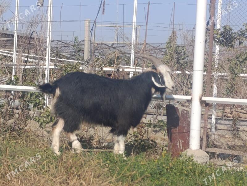 Erkeş - Гёкдепе - img 2