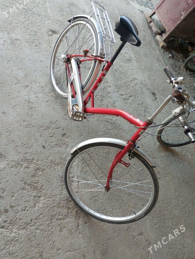 Tigir ýaponiski - Бахарден - img 2