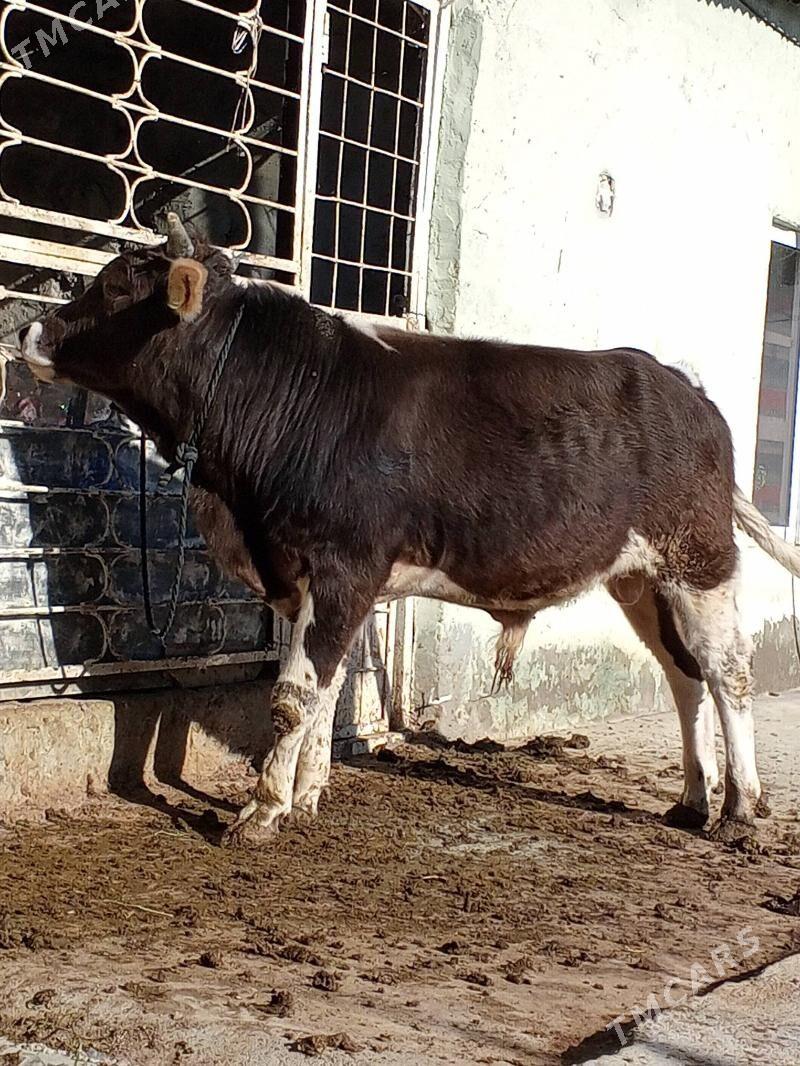 Okuz - Aşgabat - img 2