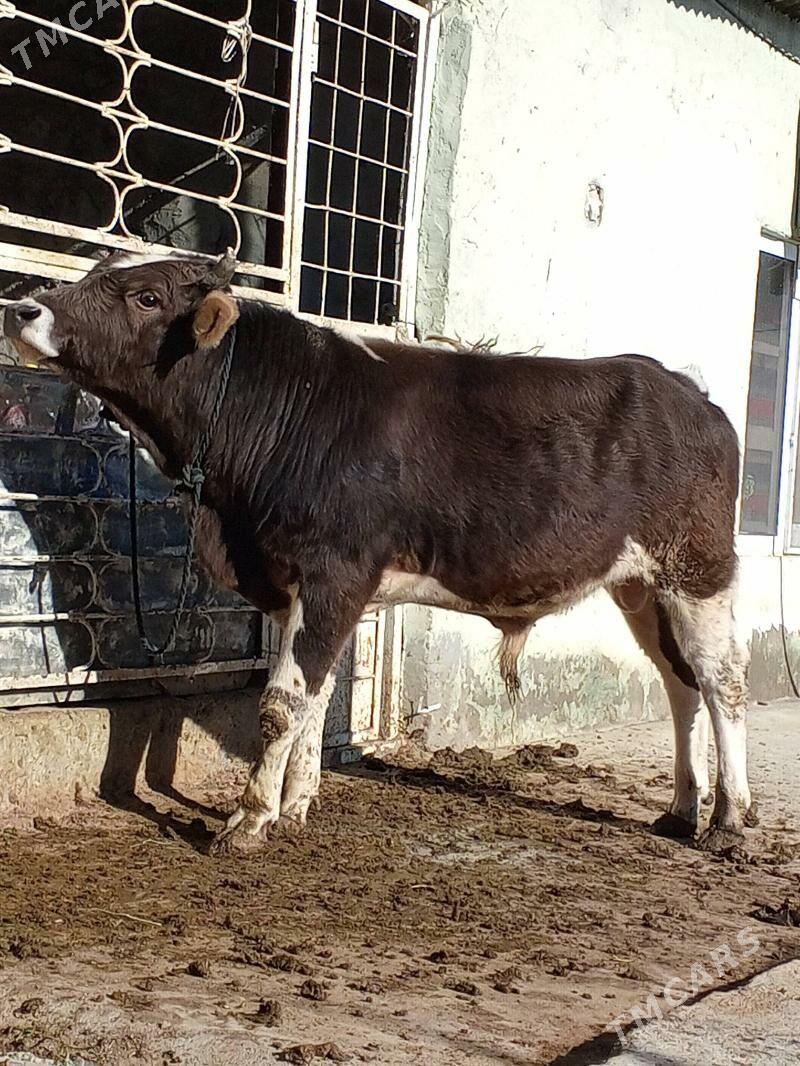 Okuz - Aşgabat - img 3